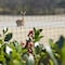 Greenscapes Greenscapes 14 ft. L X 14 ft. W 1 pk Bird Netting 46658 - alternate 2